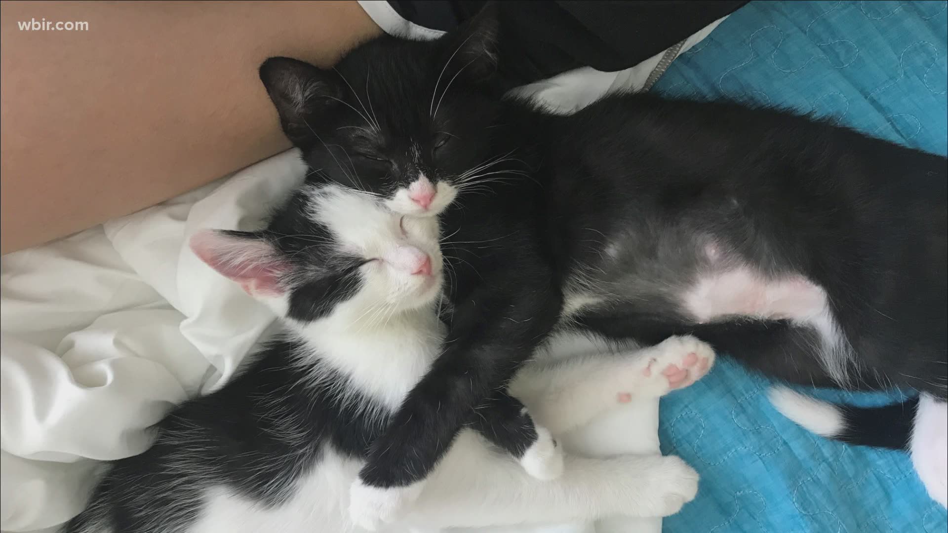 Our producer Katie Kim shared this photo of her adopted cats -- Pocky and Haru. She says the best thing about having her cats is that she never feels lonely.