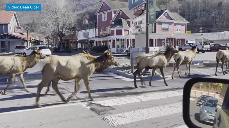 Traffic Jam: Herds of elk saunter through Cherokee, stopping traffic, fascinating all