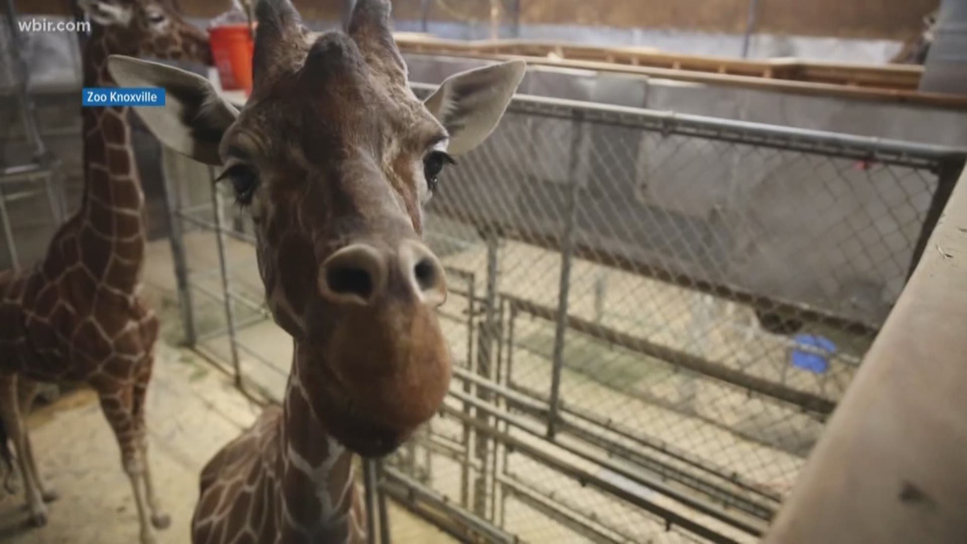 The staff at Zoo Knoxville is preparing to say goodbye to an old friend.
