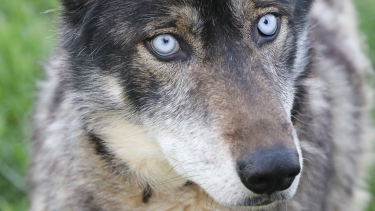 No Man S Land In Tennessee Wolf Dogs Find Solace In Unique Sanctuary Wbir Com