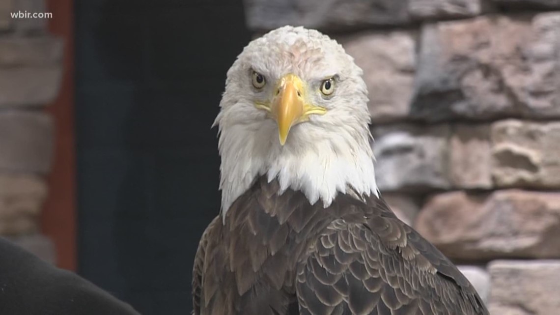 Challenger the Eagle is caught by his handler during the NFC News Photo  - Getty Images