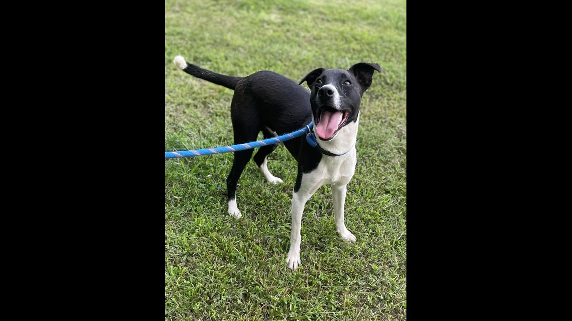 Morristown Hamblen Human Society closes shelter due to parvo