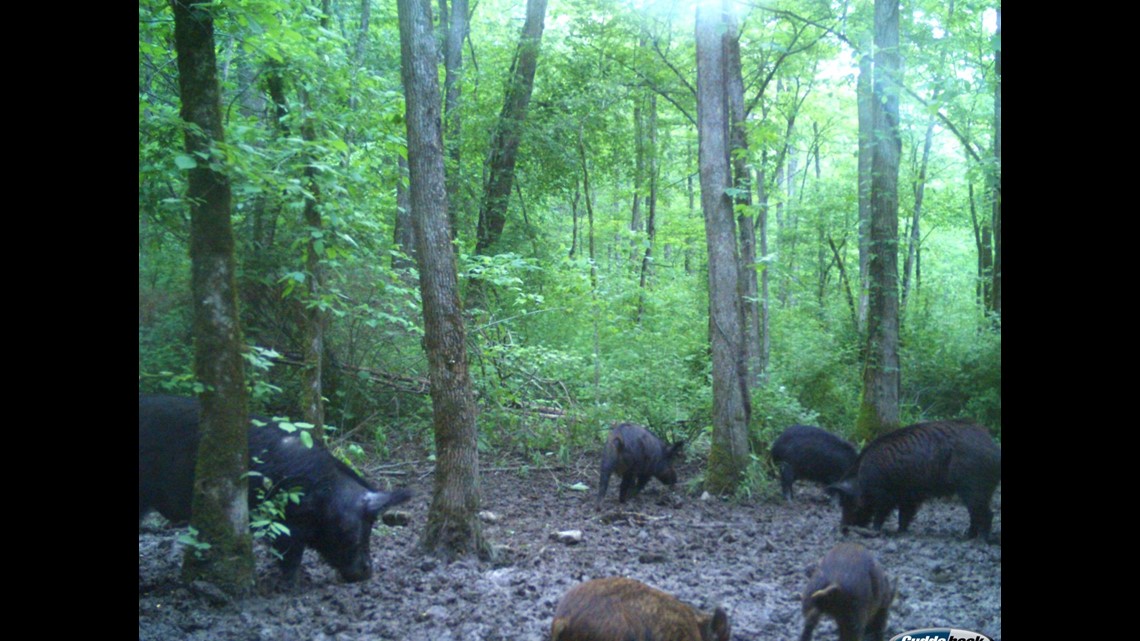 It’s hog-hunting season at Big South Fork