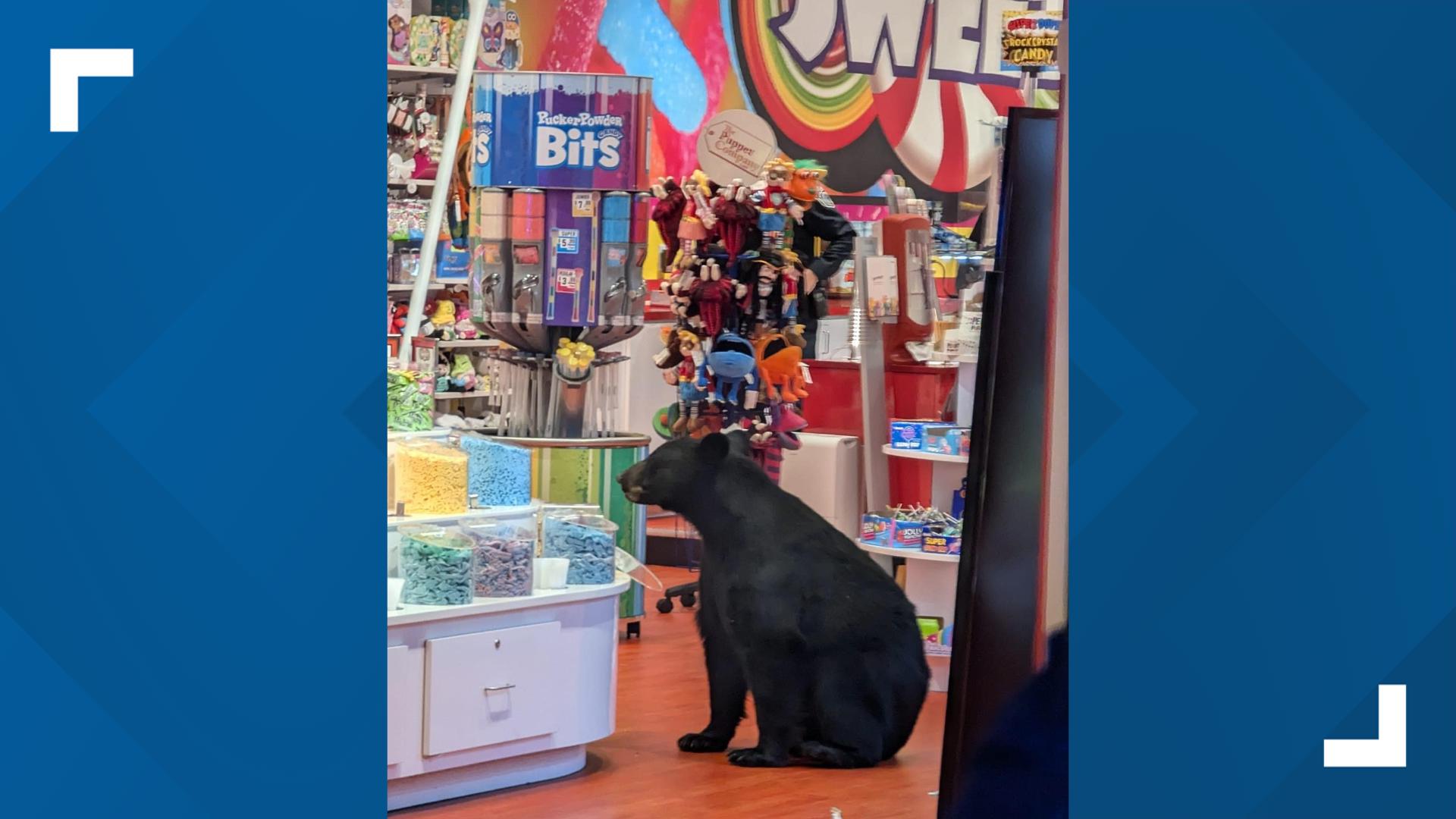 Sweet! candy company met with sugar-craving bear