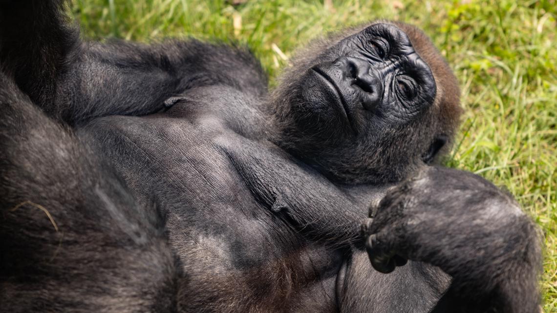 Zoo Knoxville's new gorilla to make its debut | wbir.com