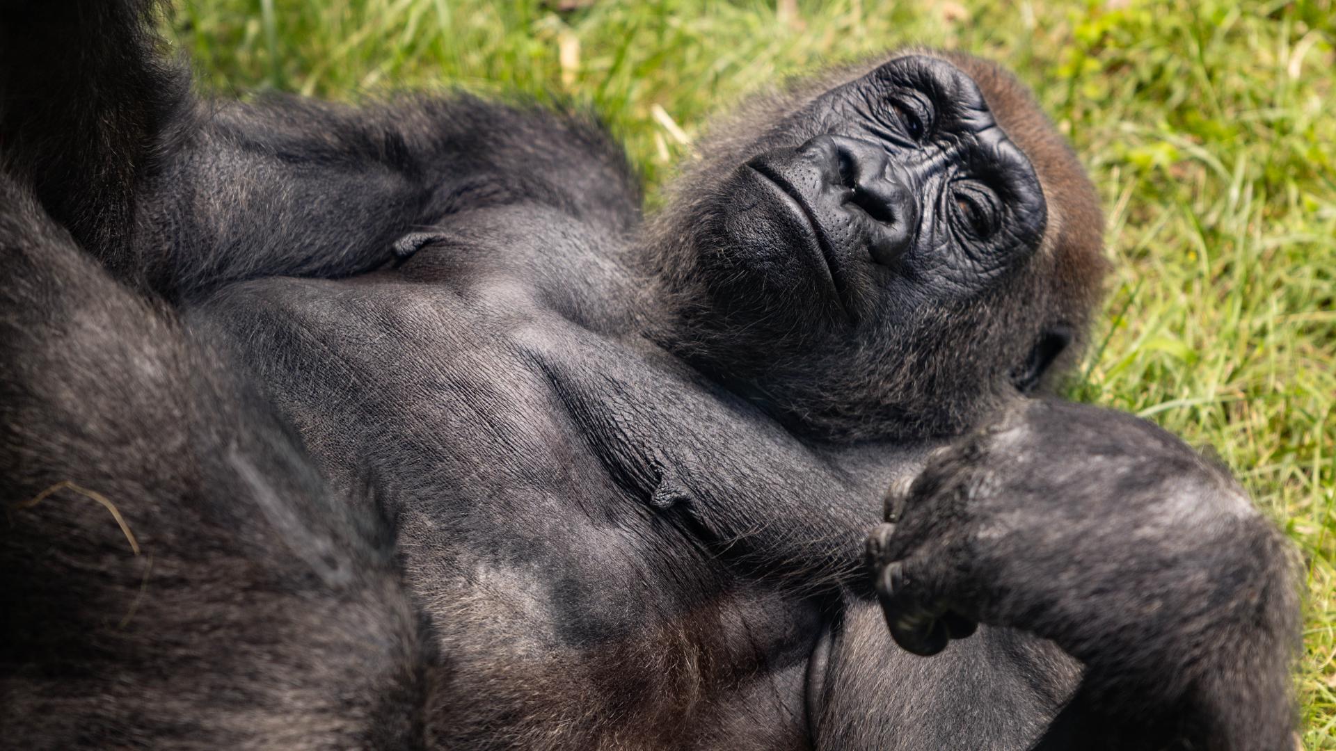 Zoo Knoxville's New Gorilla To Make Its Debut 