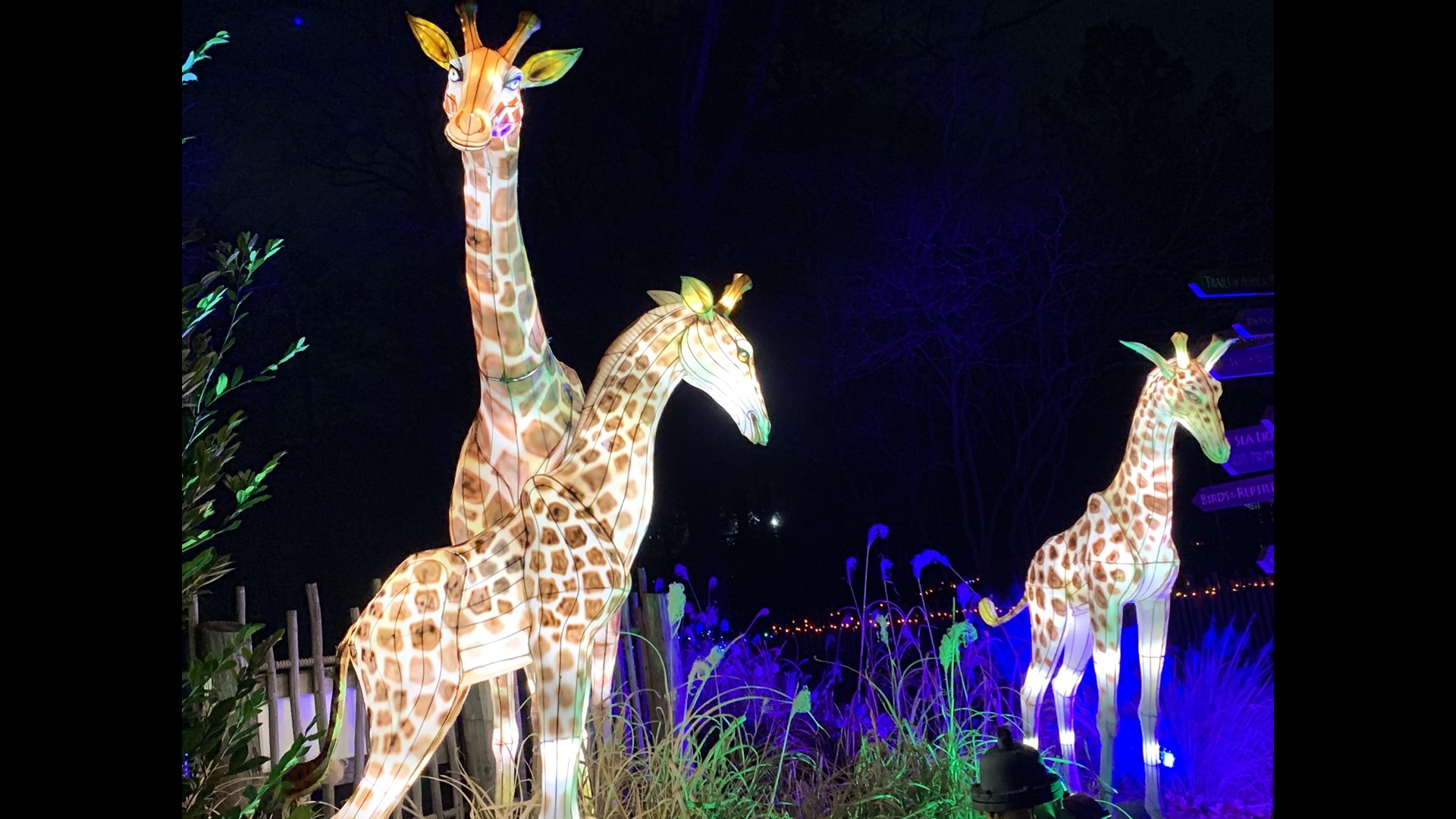 Zoo Lights event returns to Zoo Knoxville on Friday, Nov. 25 | wbir.com