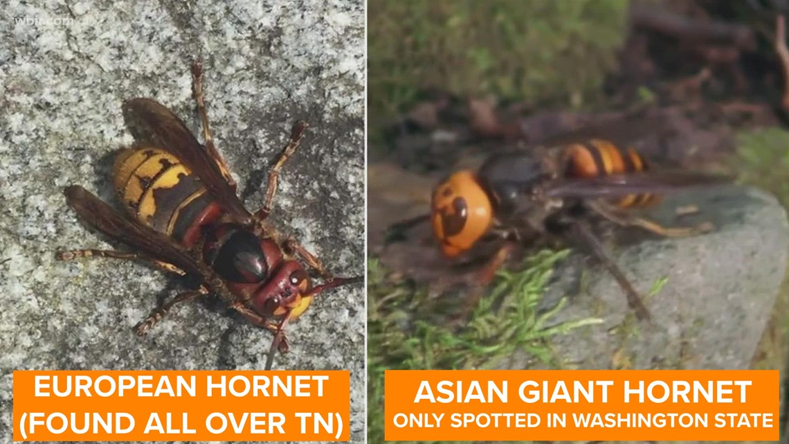 As more hornets emerge across East TN, UT reminds people they're likely ...