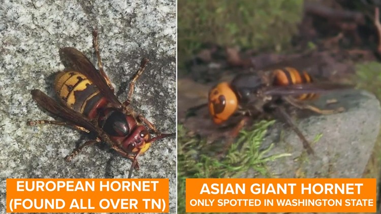 As more hornets emerge across East TN, UT reminds people they're likely not Asian giant hornets