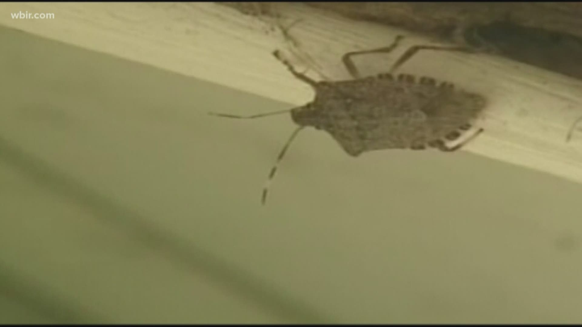 They Re Baaaack Stink Bugs Are Spending Fall Creeping Into