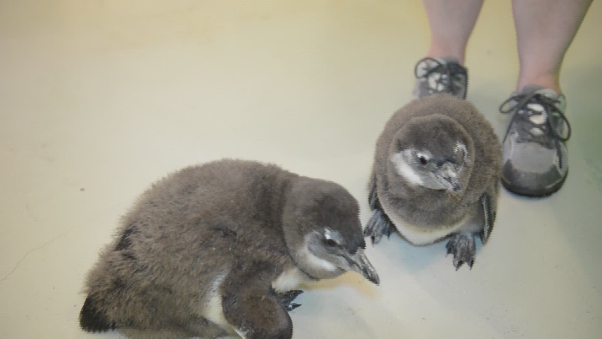 Ripley's Aquarium of the Smokies is celebrating the birth of its 3rd and 4th African Black-Footed Baby Penguin on World Penguin Day, Tuesday, April 25.