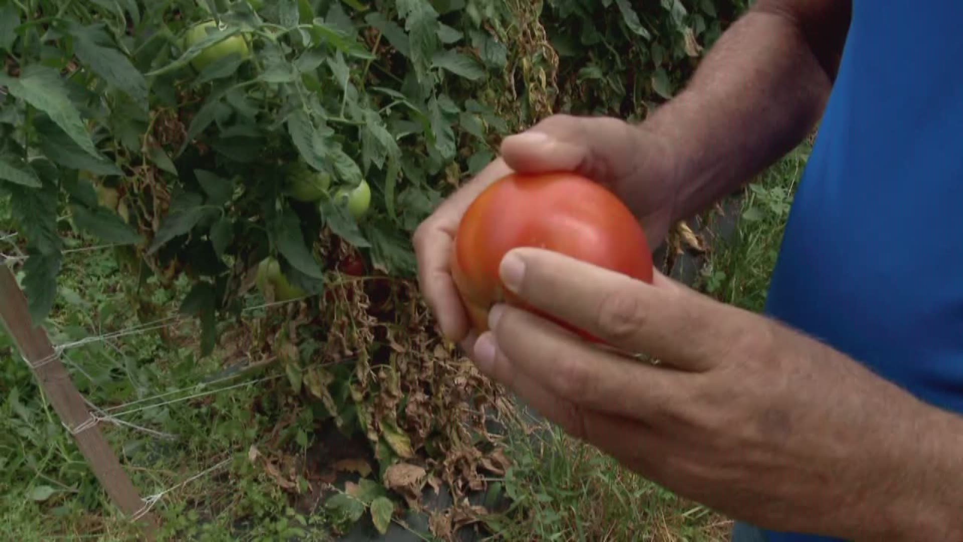 Steve Longmire explains why Grainger County tomatoes are the best in East Tennessee.July 25, 2017-4pm