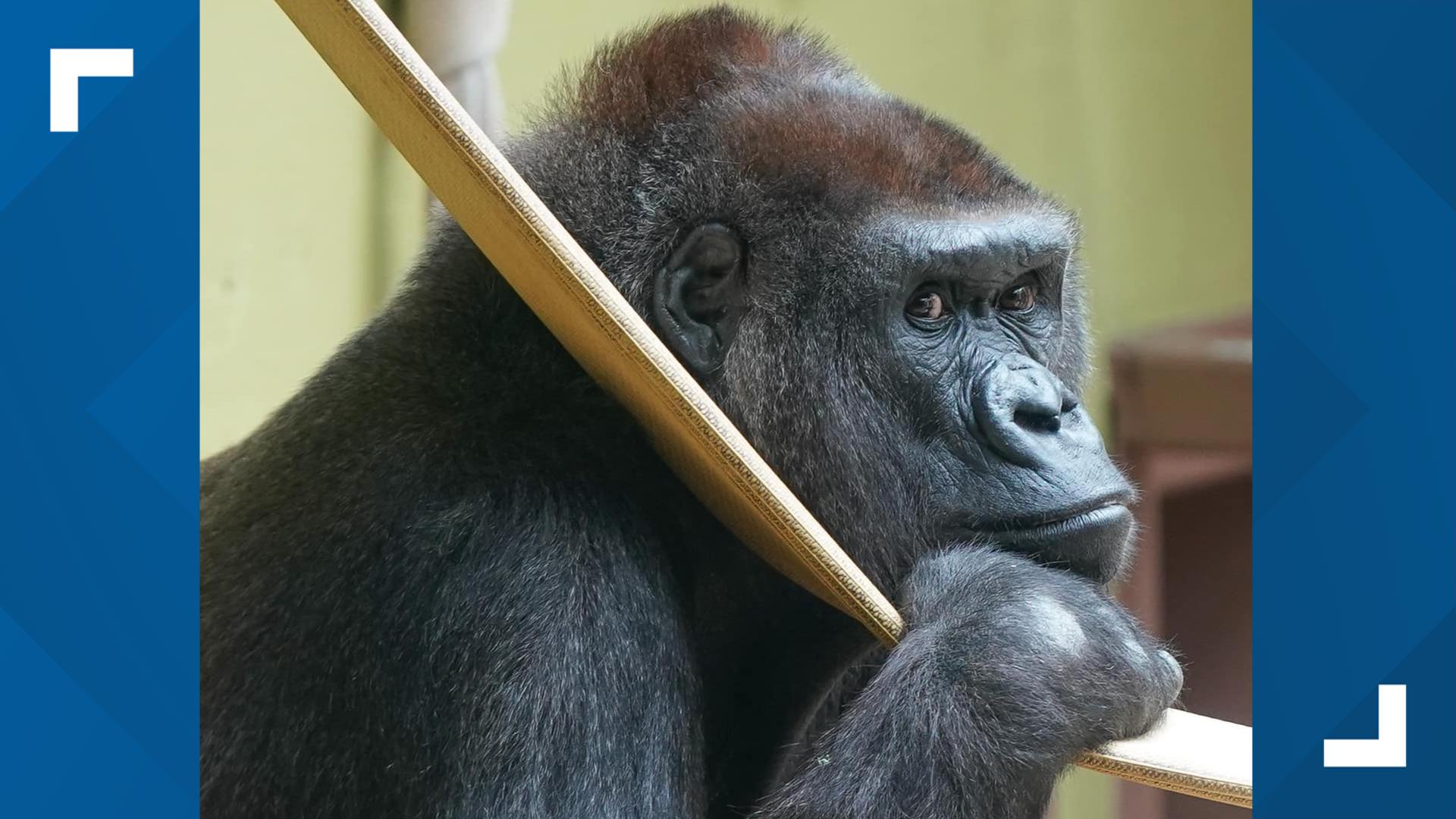 Zoo Knoxville mourns loss of gorilla Kowali at age 47 | wbir.com