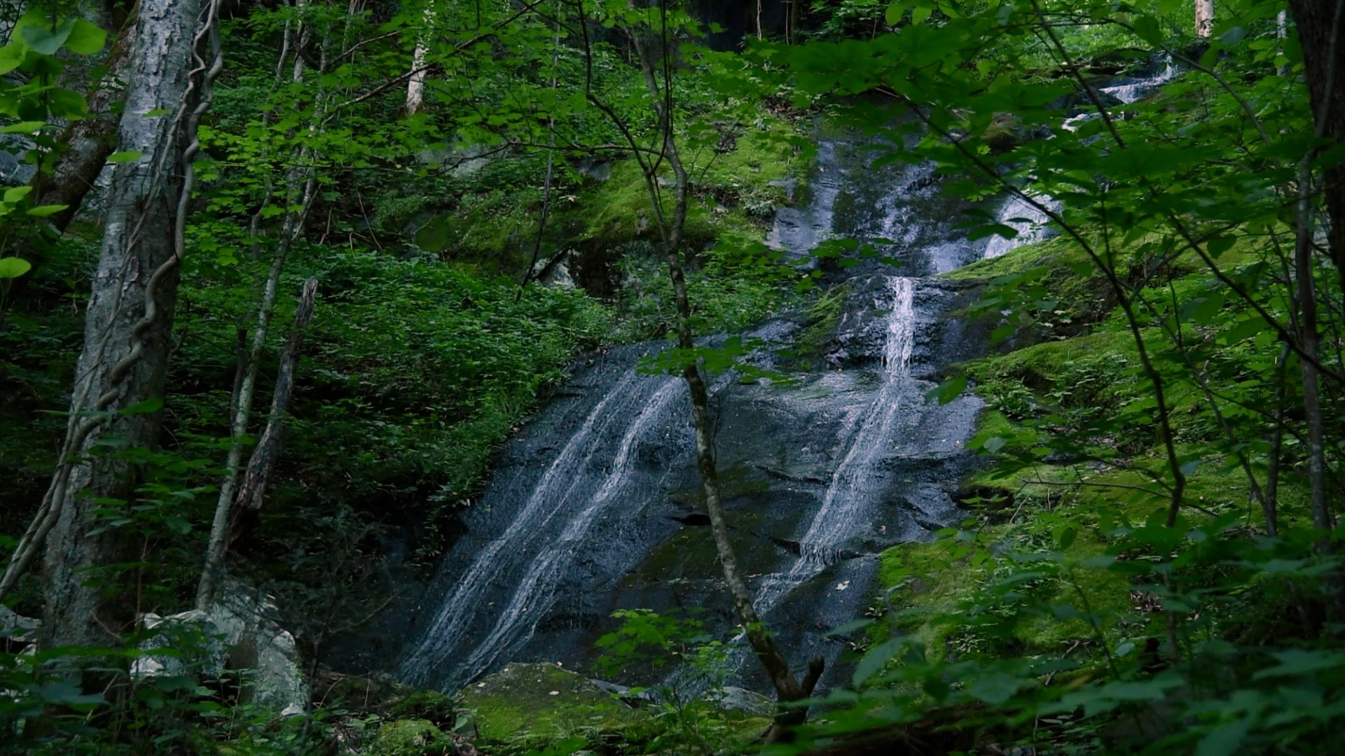 Porters Creek Trail is an easy to moderately difficult trek at roughly 4 miles roundtrip to Fern Branch Falls in the Great Smoky Mountains' Greenbrier area.