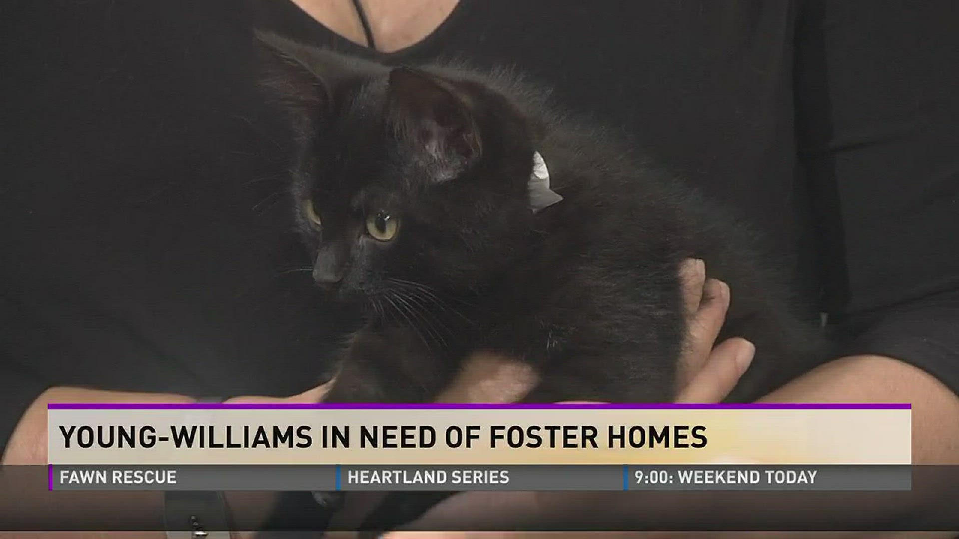 Young-Williams stops by to discuss fostering an animal.