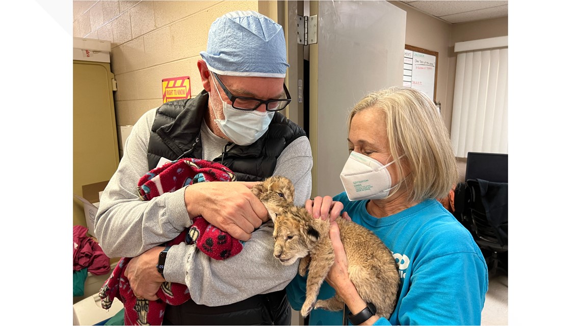 Two lion cubs born at Zoo Knoxville - Vimarsana News