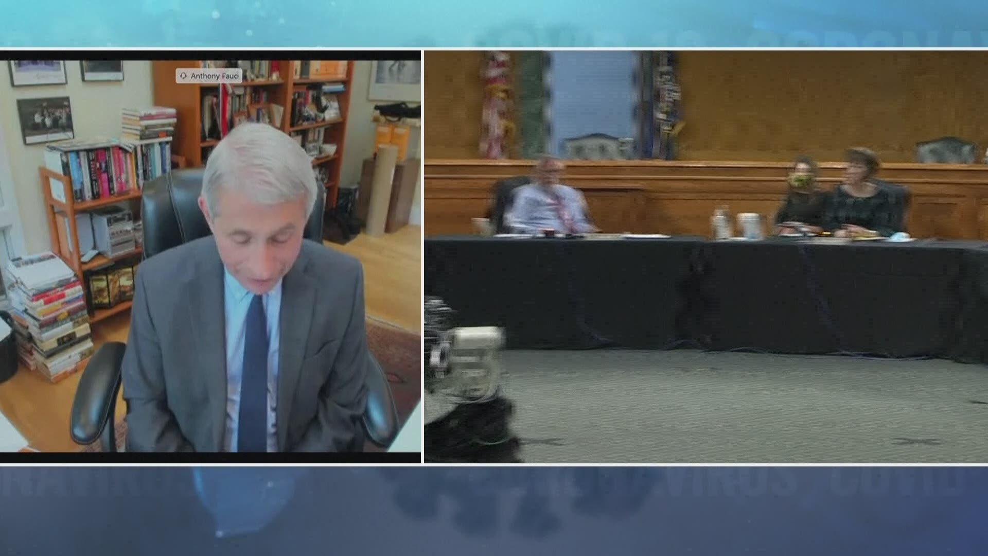 The dog slept peacefully throughout most of the Senate hearing, though he was heard barking once while Dr. Fauci was talking.