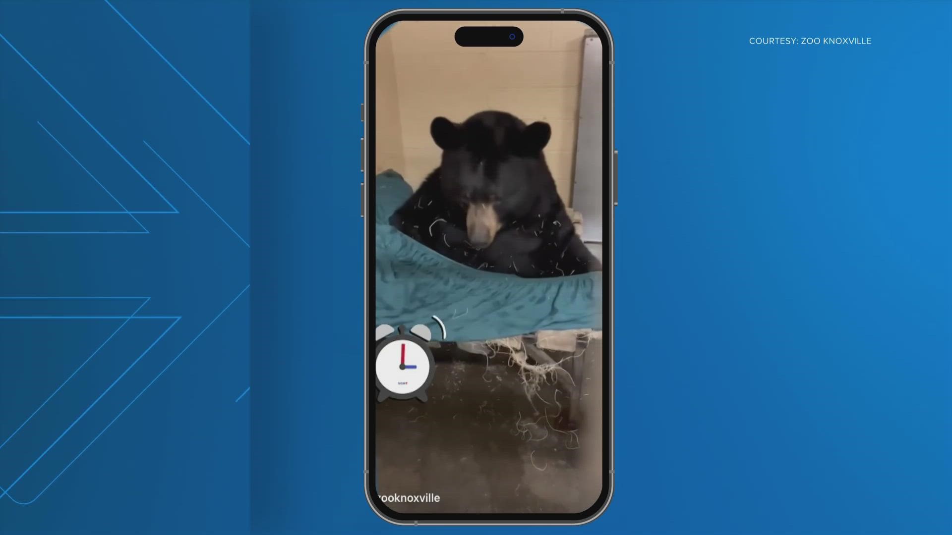 Zoo Knoxville shared a video of one of their Black bears "bearly" getting out of bed when the alarm goes off.
