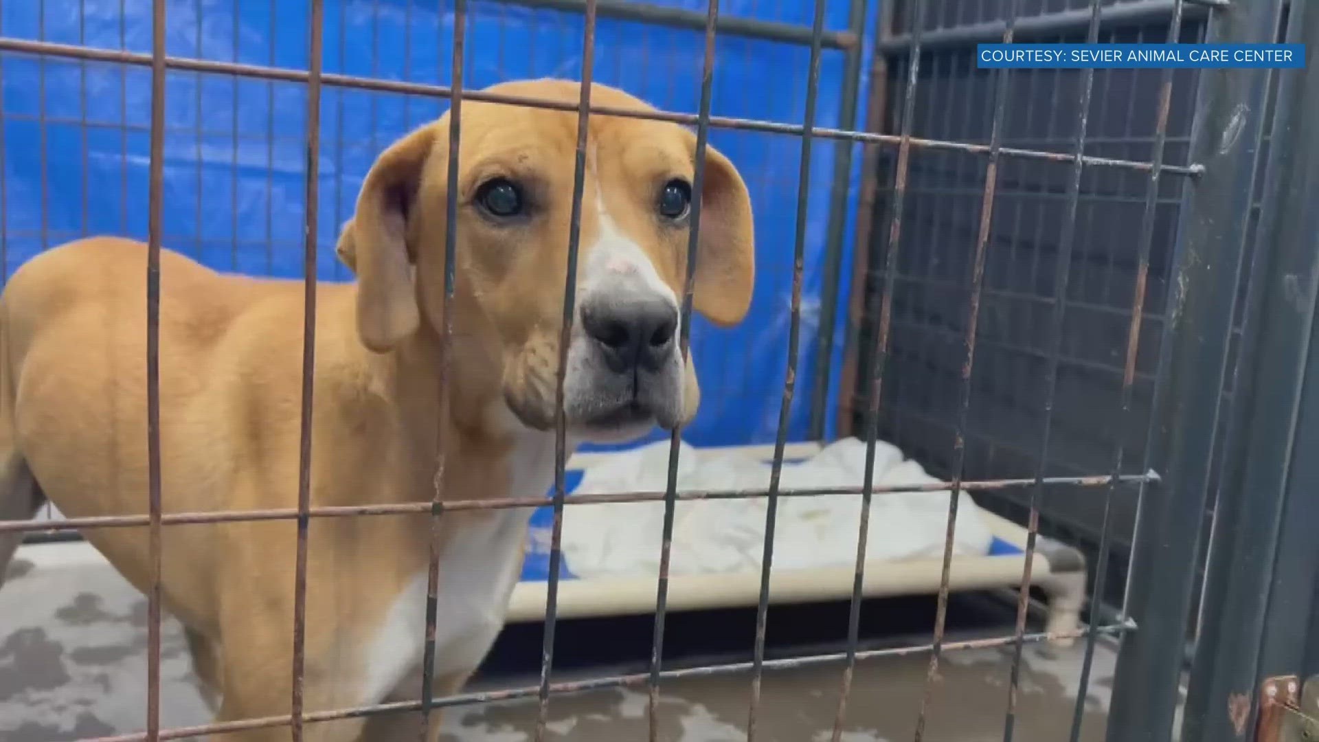 The Sevier Animal Care Center said Monday started with all of its kennels full before it took in a few emergency animal control cases totaling 16 more dogs.