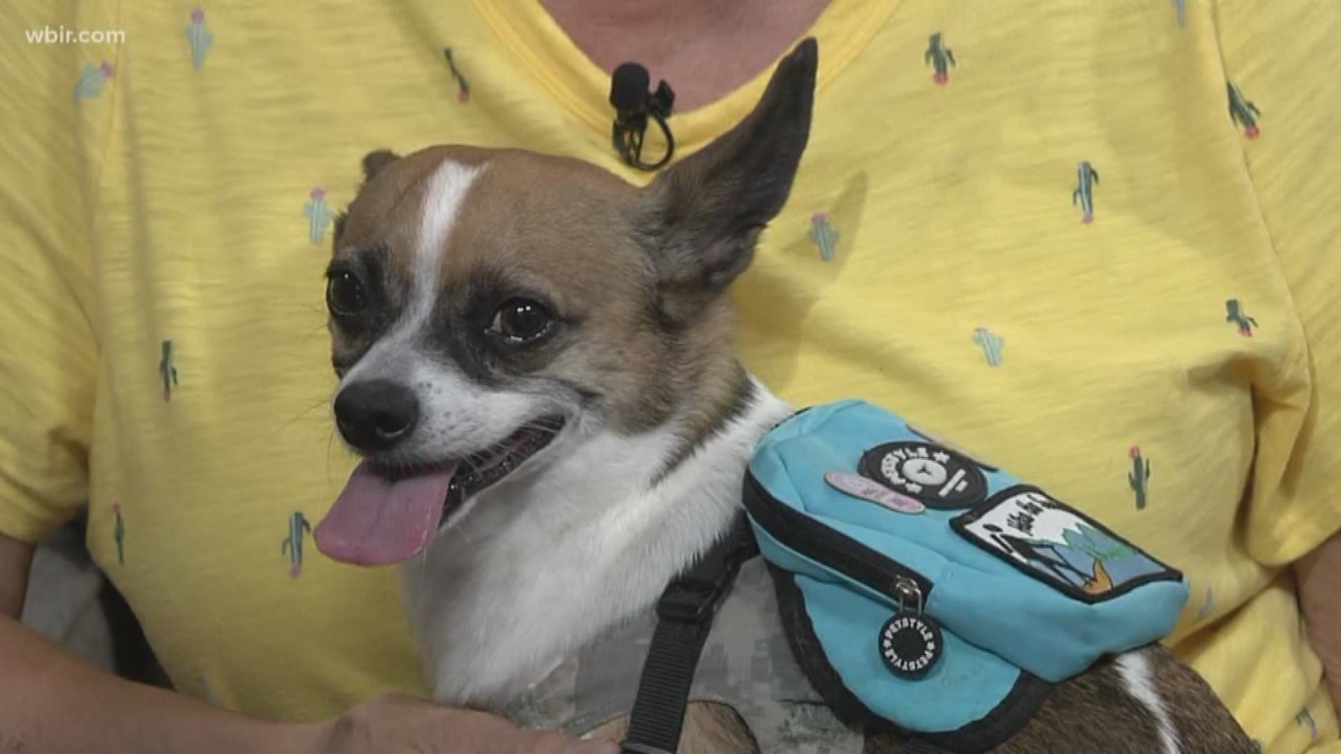 Major the dog received a pin for hiking 50 miles in the Great Smoky Mountains National Park. Dogs are only allowed on 2 trails in the Smokies (Gatlinburg Trail and the Oconoluftee Trail in Cherokee, North Carolina). Major and owner  Shirley Henshall visited Live at Five at Four. June 26, 2019-4pm.