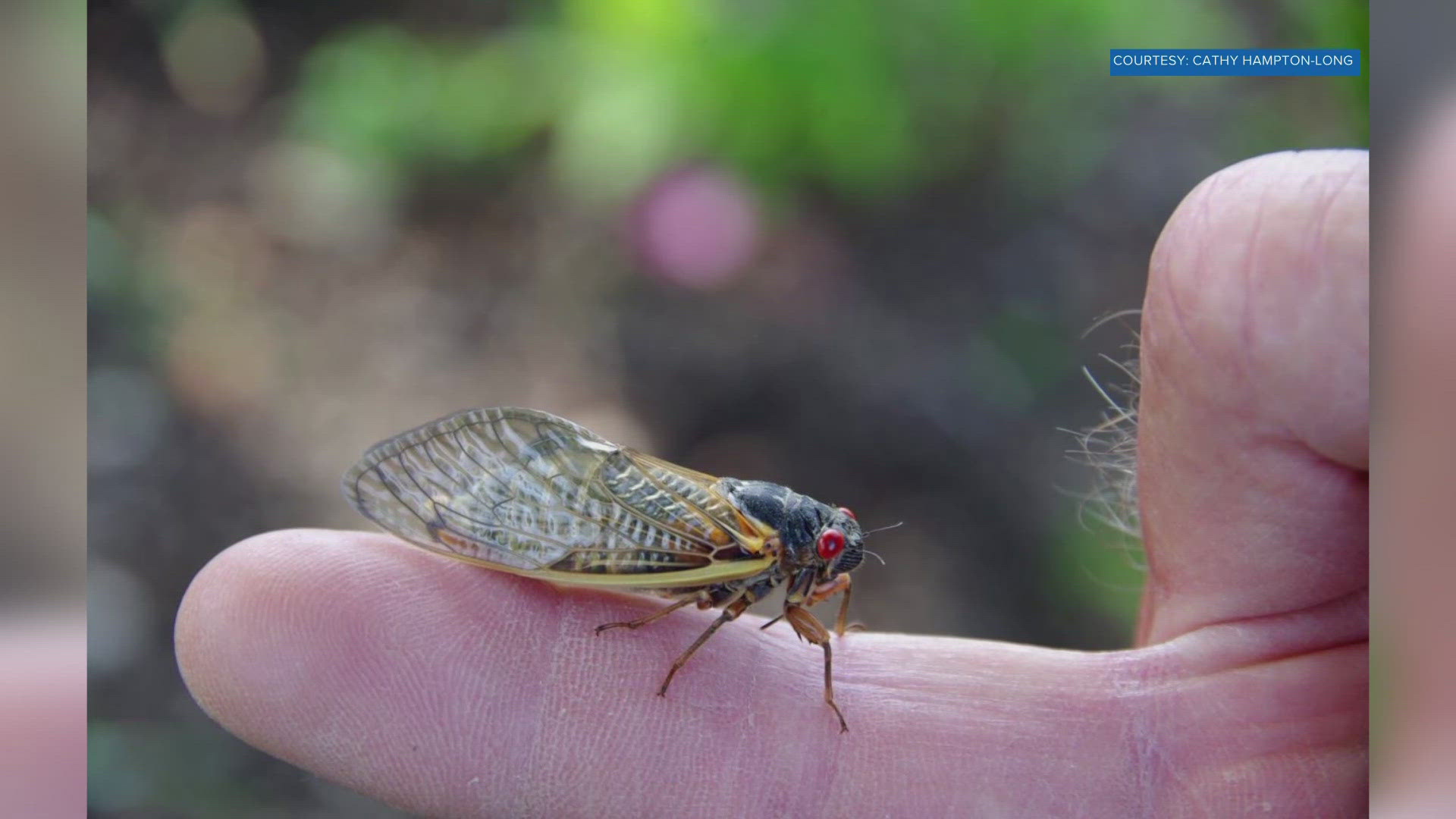 We are seeing some of the first pictures of the cicadas. So, it's about to get loud across parts of East Tennessee.