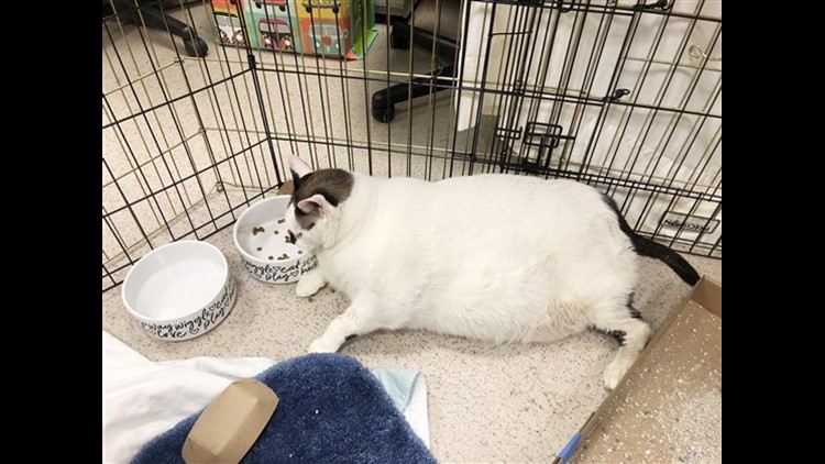 Obese New Jersey cat abandoned by owners tips scales at 33 pounds – New  York Daily News