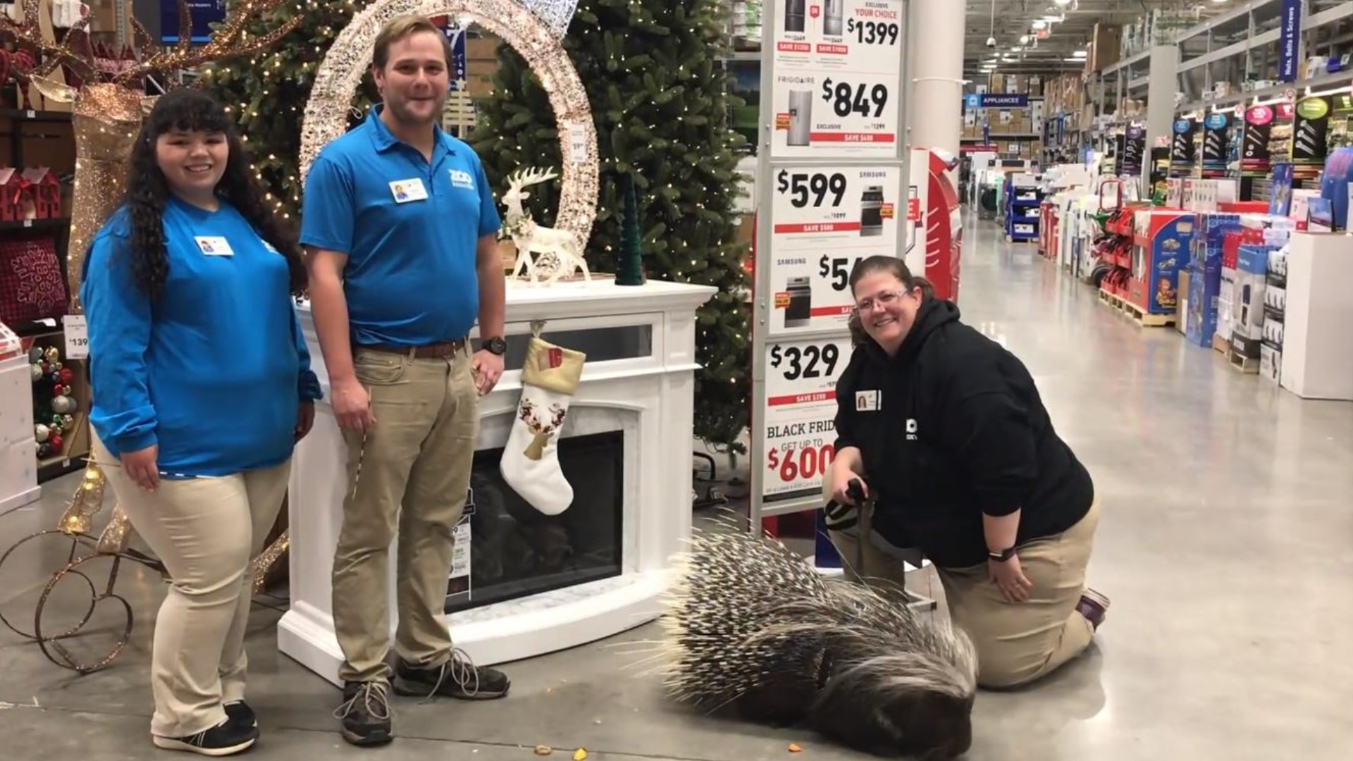 Zoo Knoxville goes on wild adventure at Lowe's with animal ambassador