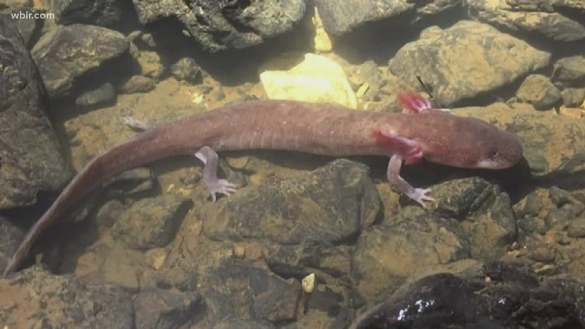 Researchers at the University of Tennessee discovered the largest individual salamander in North America.