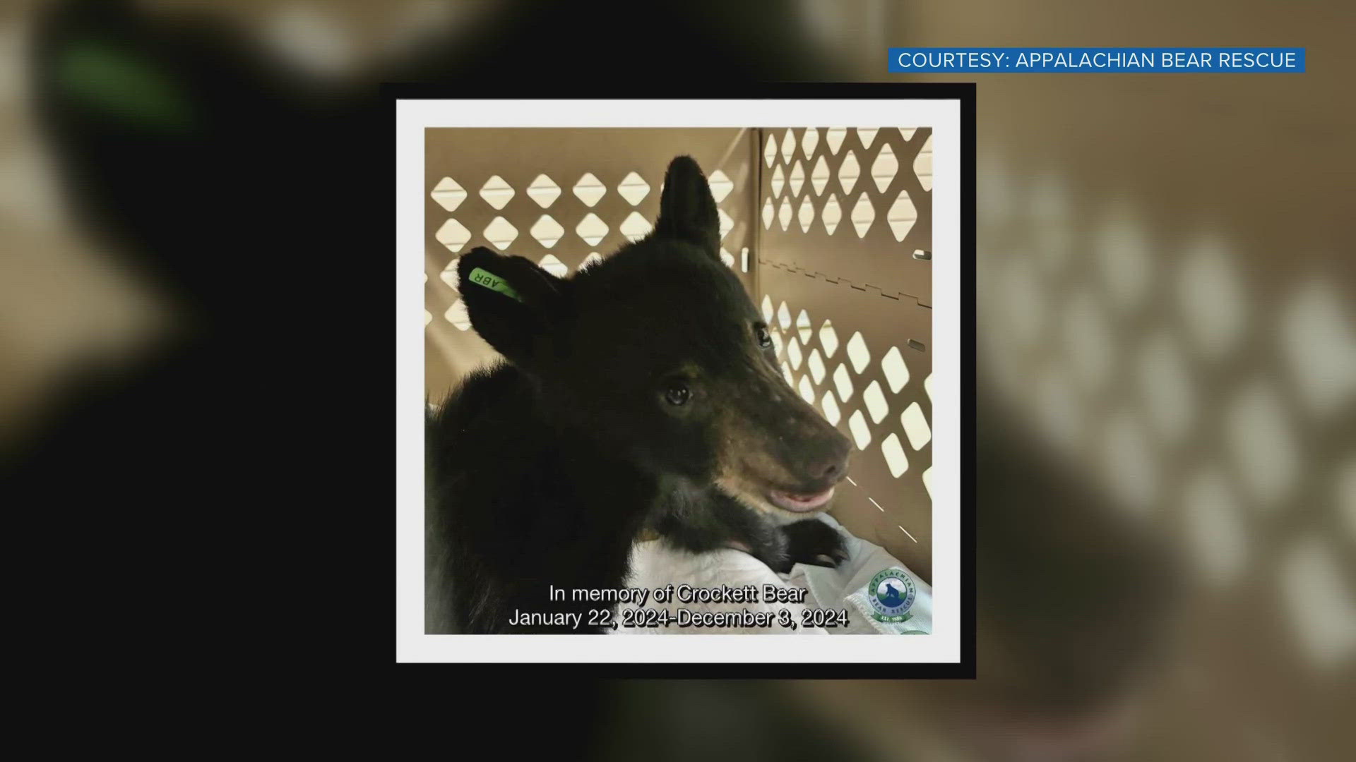 University of Tennessee veterinarians said they'd never documented this type of liver problem in a black bear before.