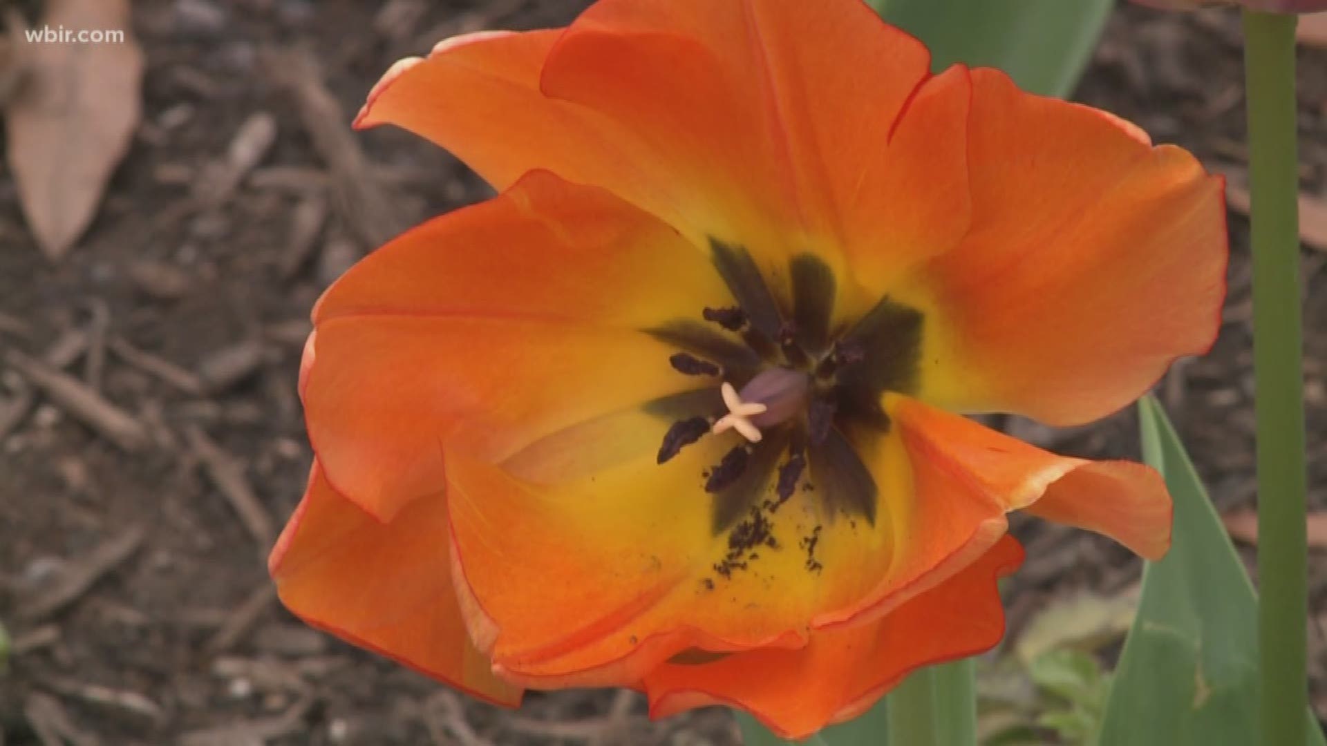 Spring allergies begin flaring up as plants grow.