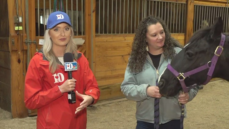 Meet Pebbles, a rescue from Horse Haven