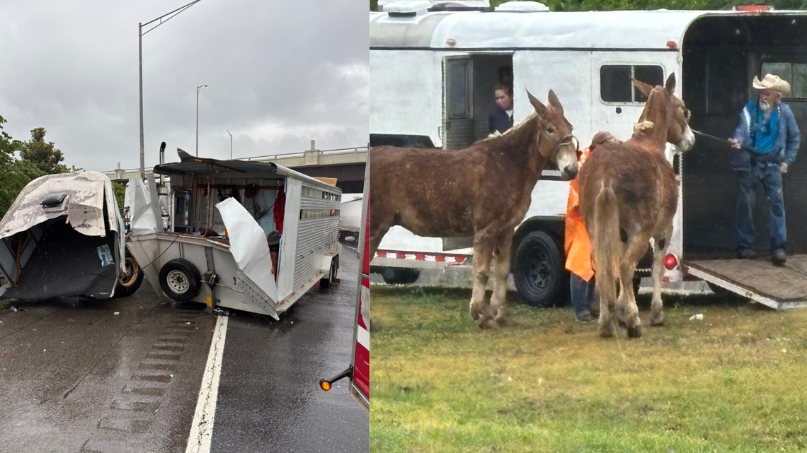 A jackknifed trailer carrying two mules on I-40 West in Knoxville closed lanes for hours. But mules — Stan and Dan...