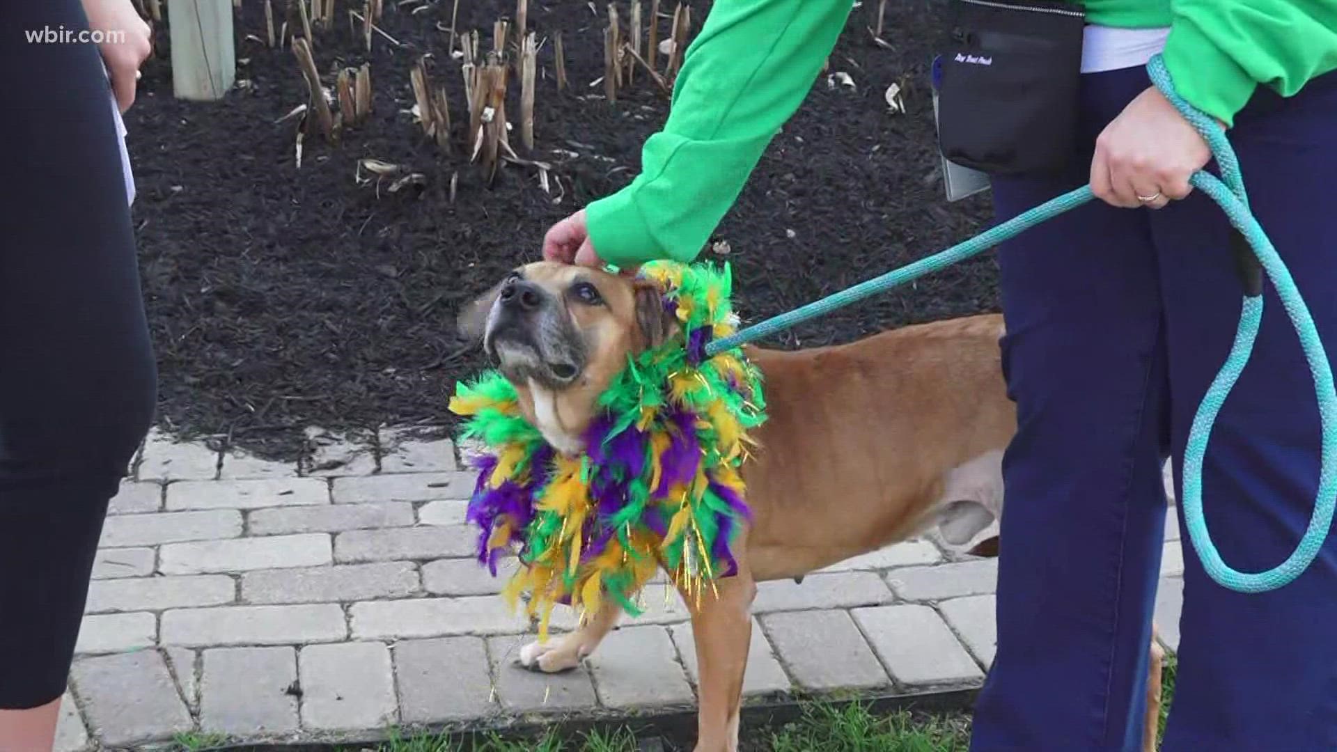 The 15th annual Mardi Growl is March 5 . Parade starts at 11 a.m. with the festival to follow at World's Fair Park, mardigrowl.org. March 3, 2022-pm.