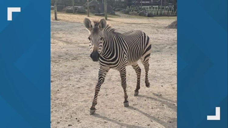 Lydia the zebra dies after colliding with fence at Zoo Knoxville