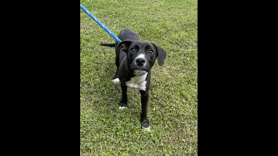 Morristown Hamblen Human Society closes shelter due to parvo