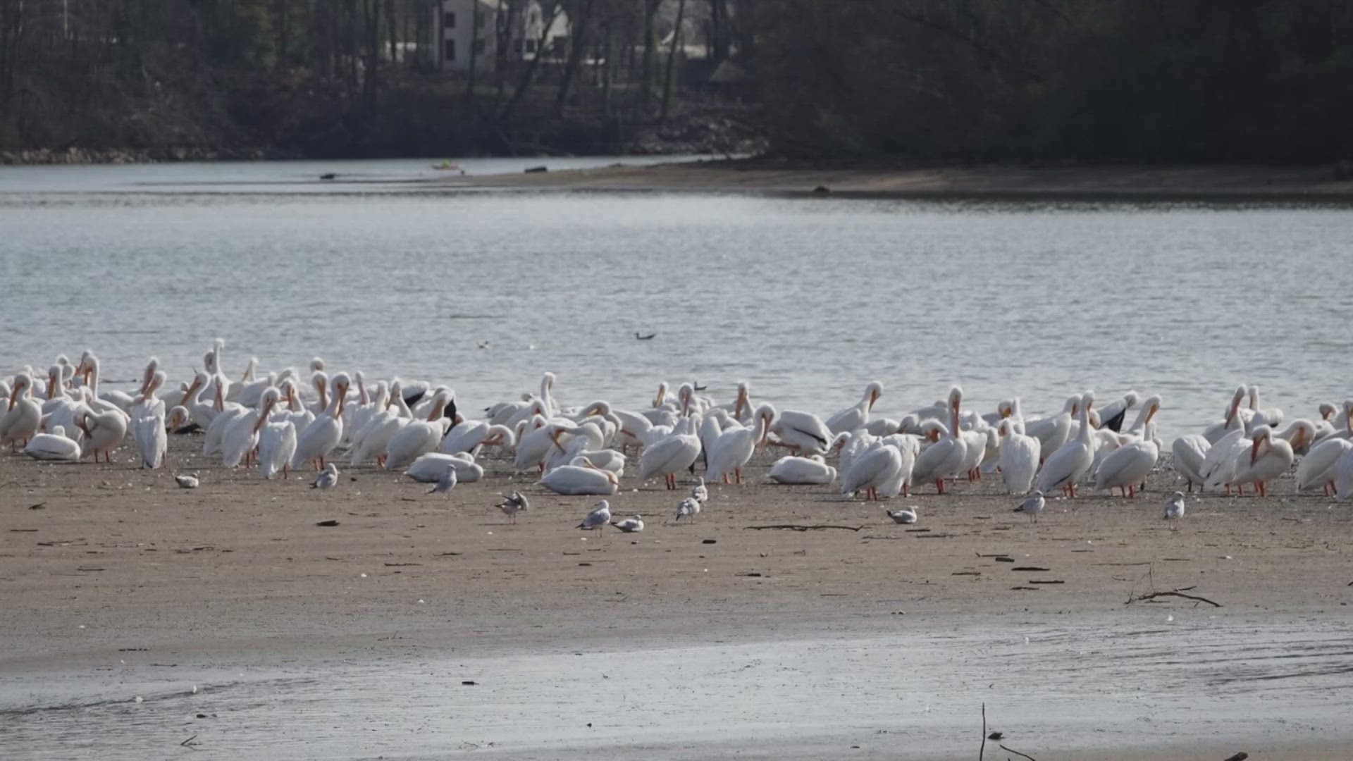 Although it might feel odd to see these beachy birds in Tennessee, they might soon become regular guests over the winter months.