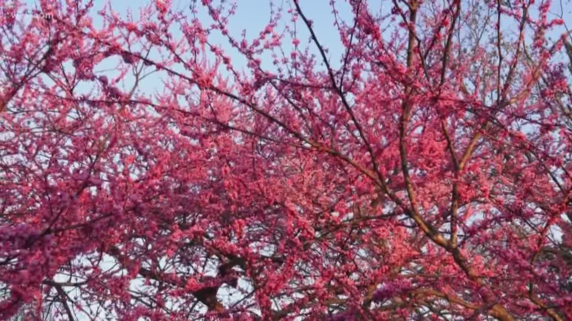 Dogwood Arts Festival to return in-person starting Friday - Vimarsana News