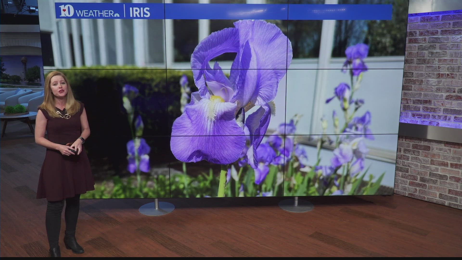 Irises, tulips and more are in season across East Tennessee as spring hits its stride.