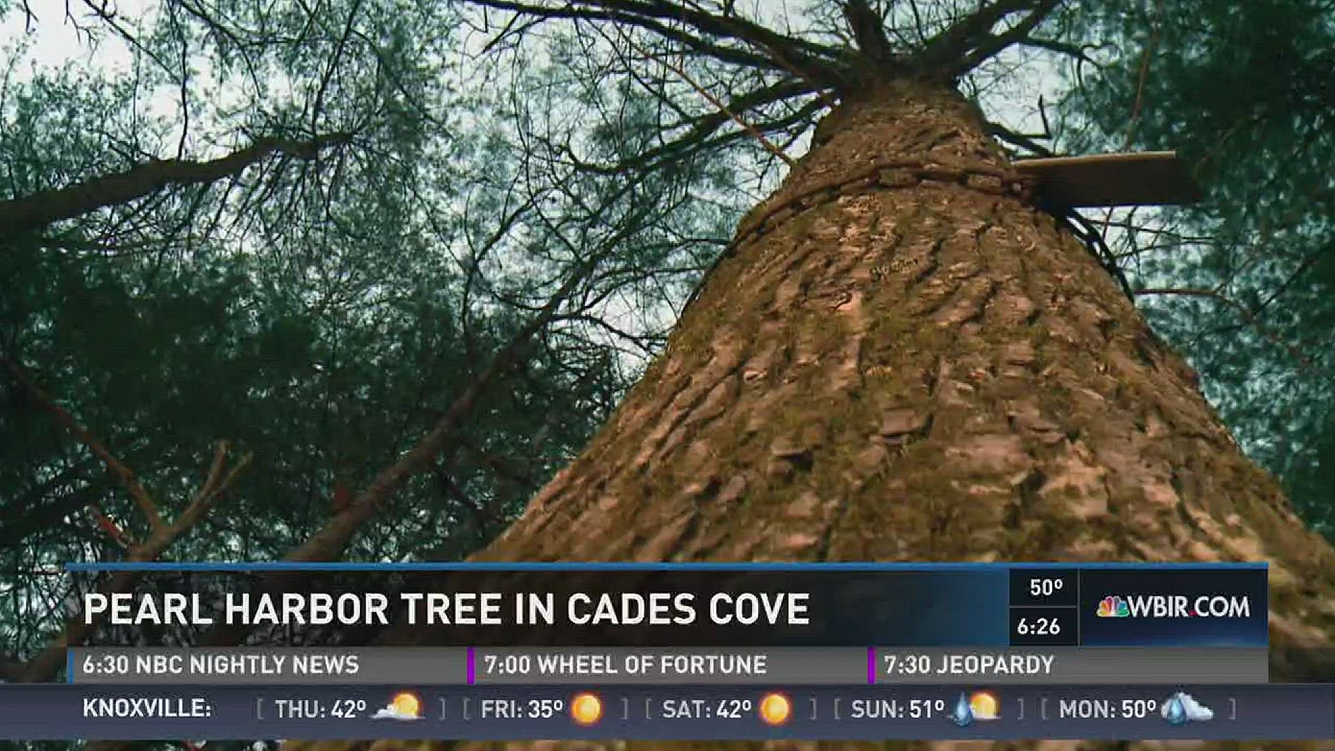 Dec. 7, 2016: A tree in Cades Cove marks the date of the Pearl Harbor attack.