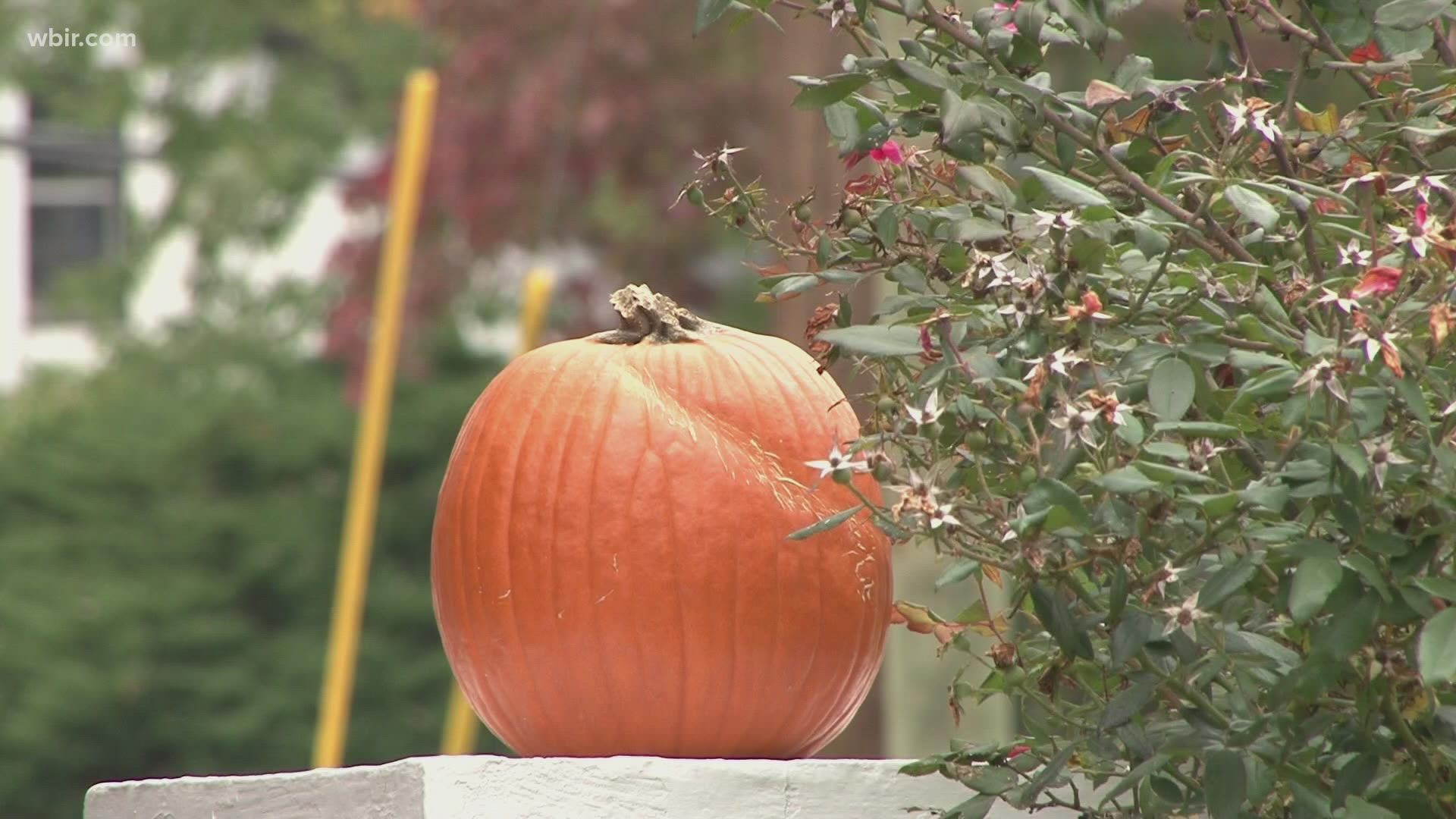 During October, people on Tennessee's sex offender registry cannot put up Halloween decorations, attend Halloween functions or distribute candy on Halloween night.