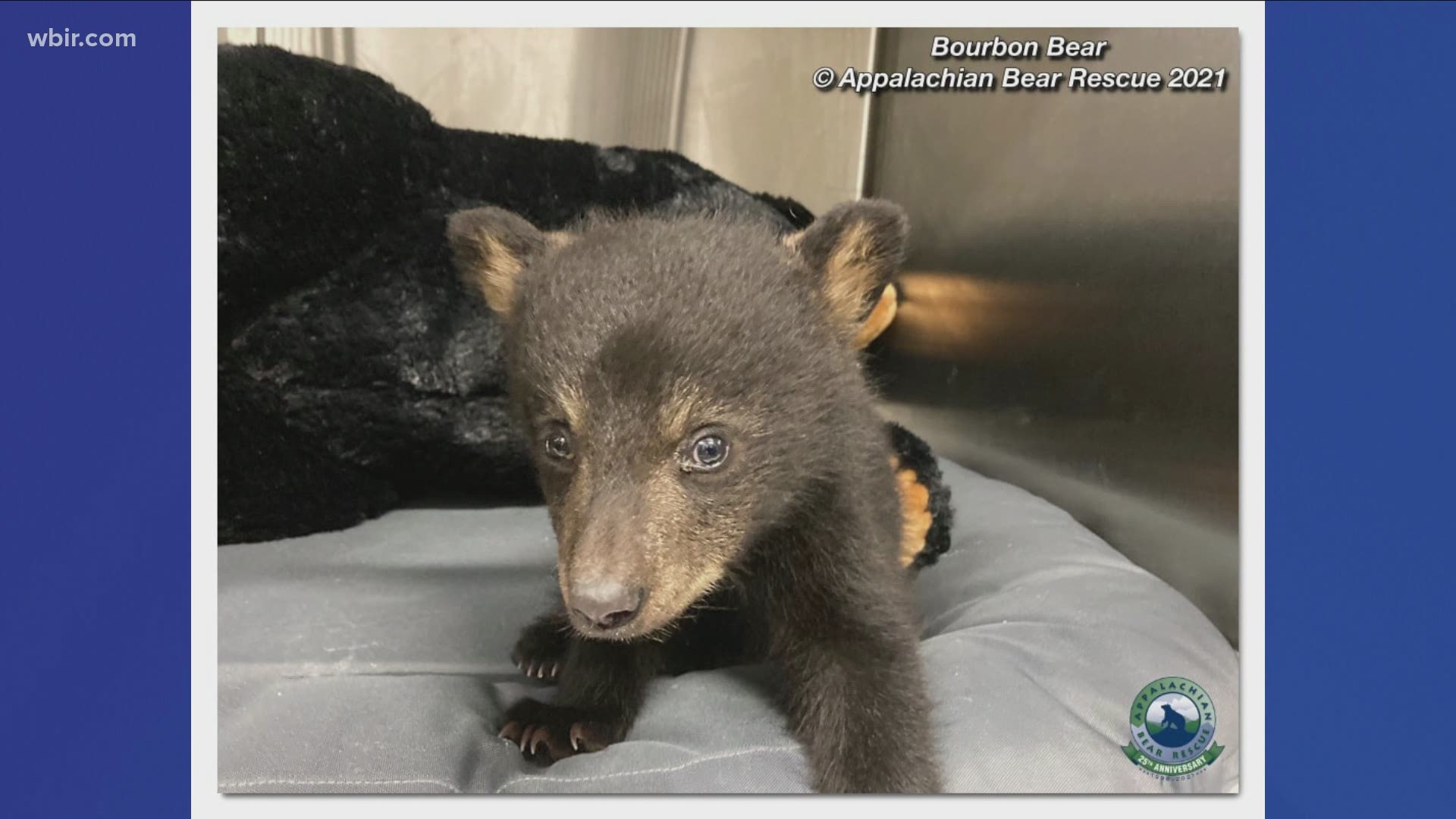 The 3-month-old cub was found in a remote area of southeast Kentucky. His name is Bourbon Bear.