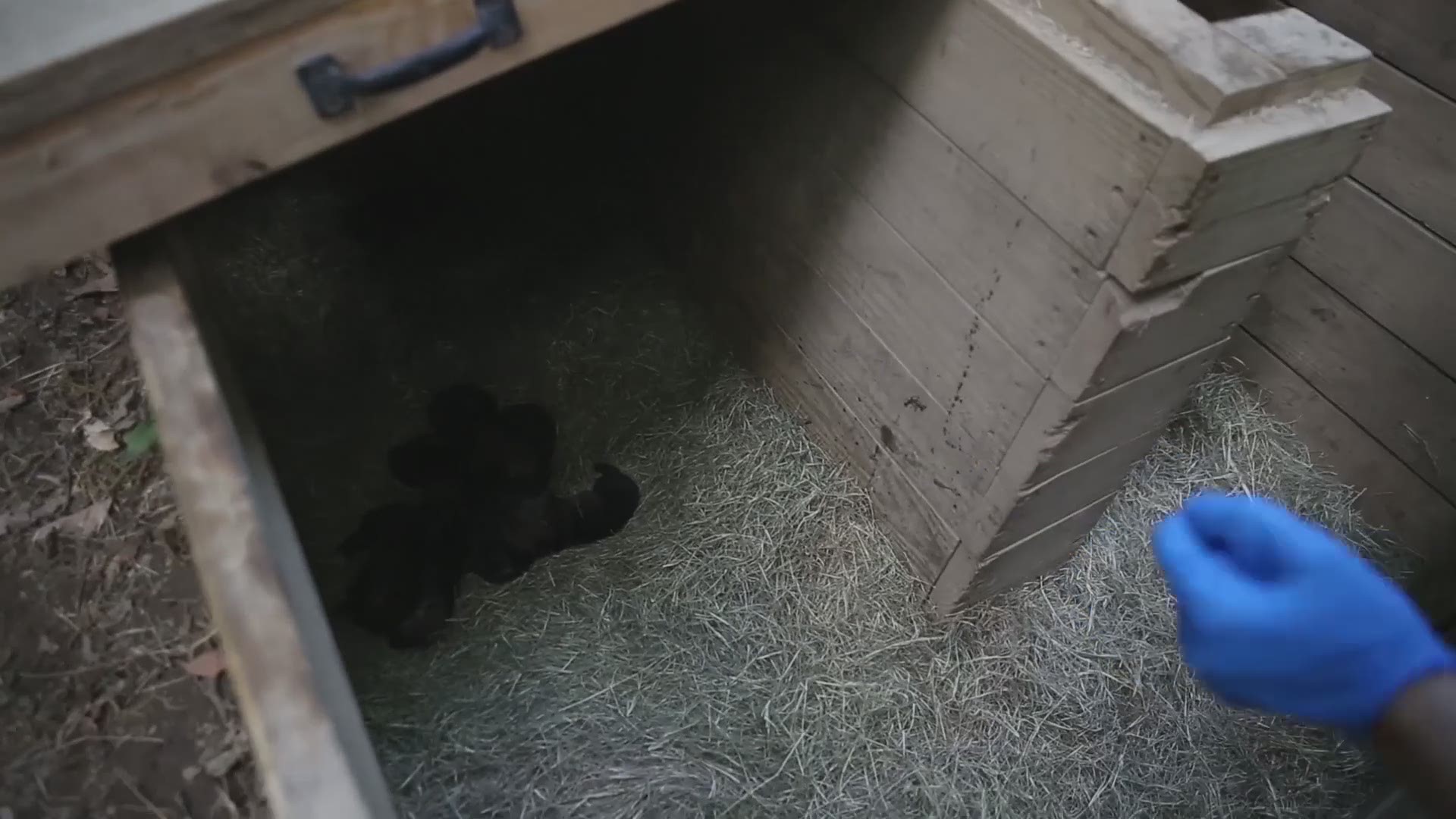 In this video provided by Zoo Knoxville, keepers check up on eight newborn red wolf pups, which are a critically endangered species.