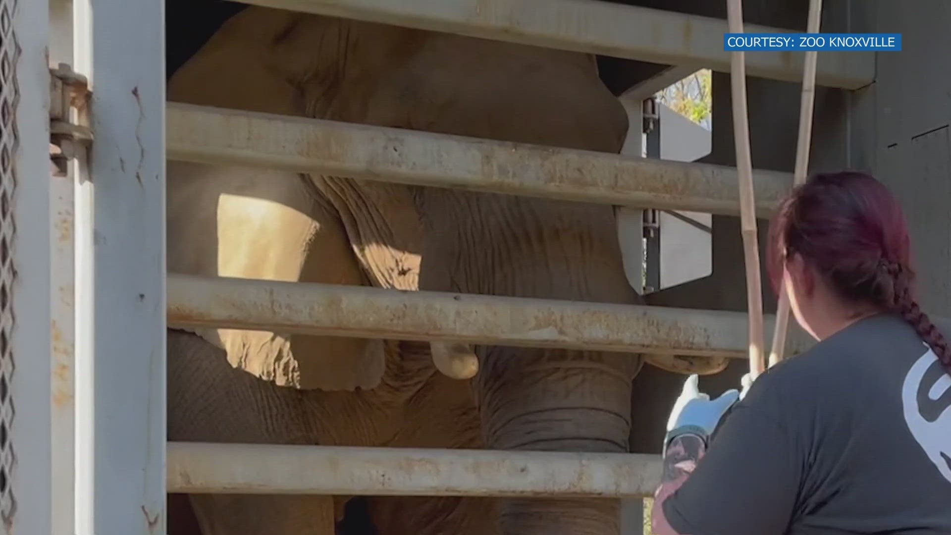 Zoo Knoxville announced they will host a public farewell for Edie the elephant on Saturday, Nov. 11 through Sunday, Nov. 12.