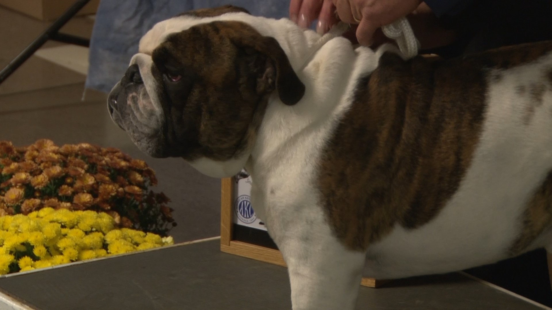 A Doggone good time Tennessee Valley Kennel Club hosts dog show over