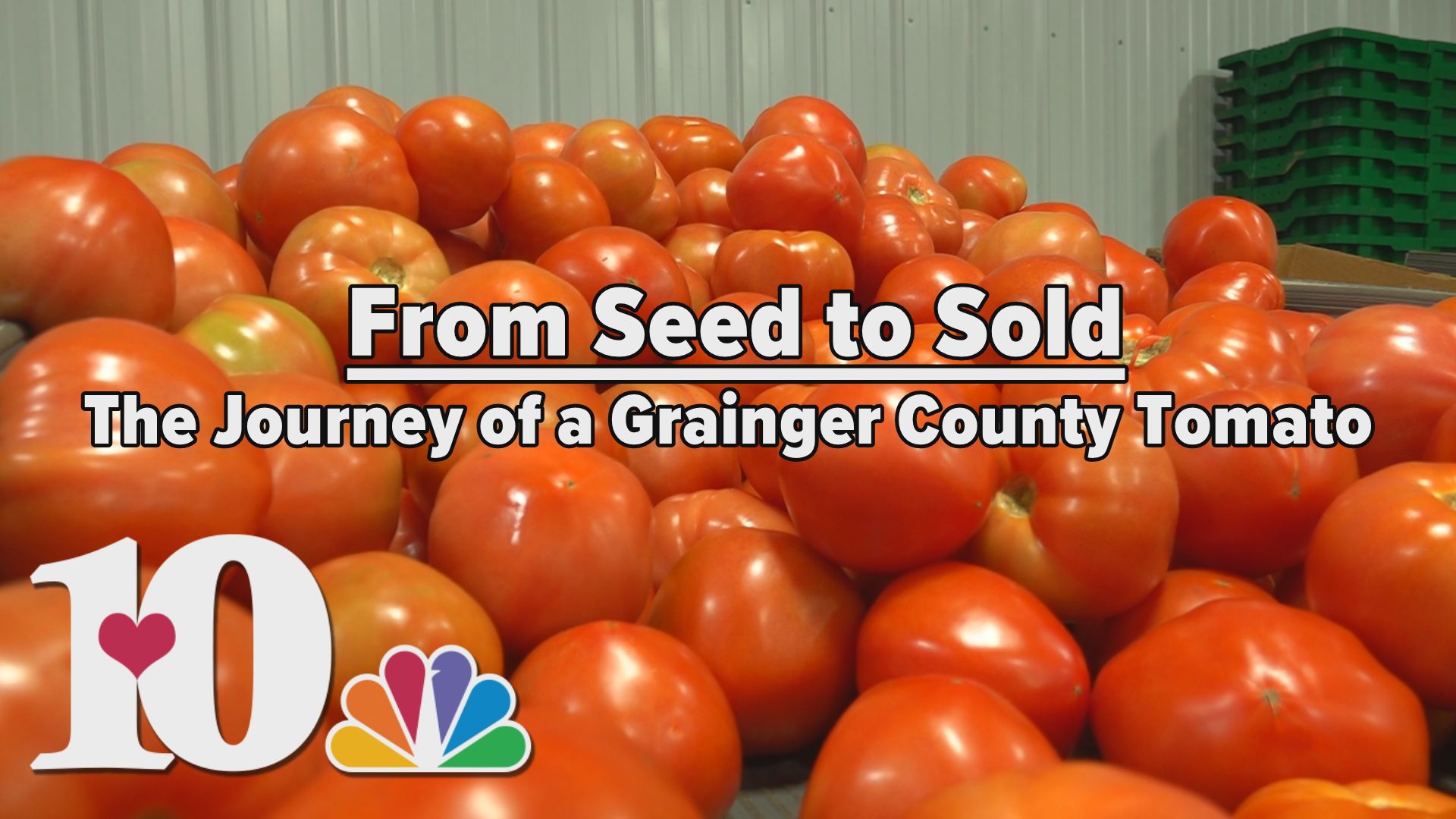 The Grainger County Tomato is known throughout the Southeast for its unique flavor and the Stratton family has been growing them for generations.