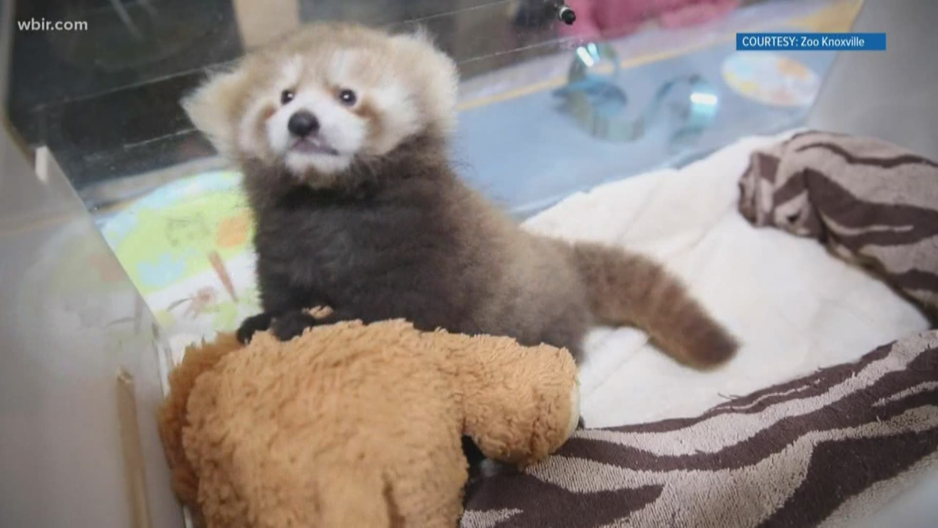 Marvin the adorable red panda cub traveled across the country on Friday from the Idaho Falls Zoo to Zoo Knoxville.