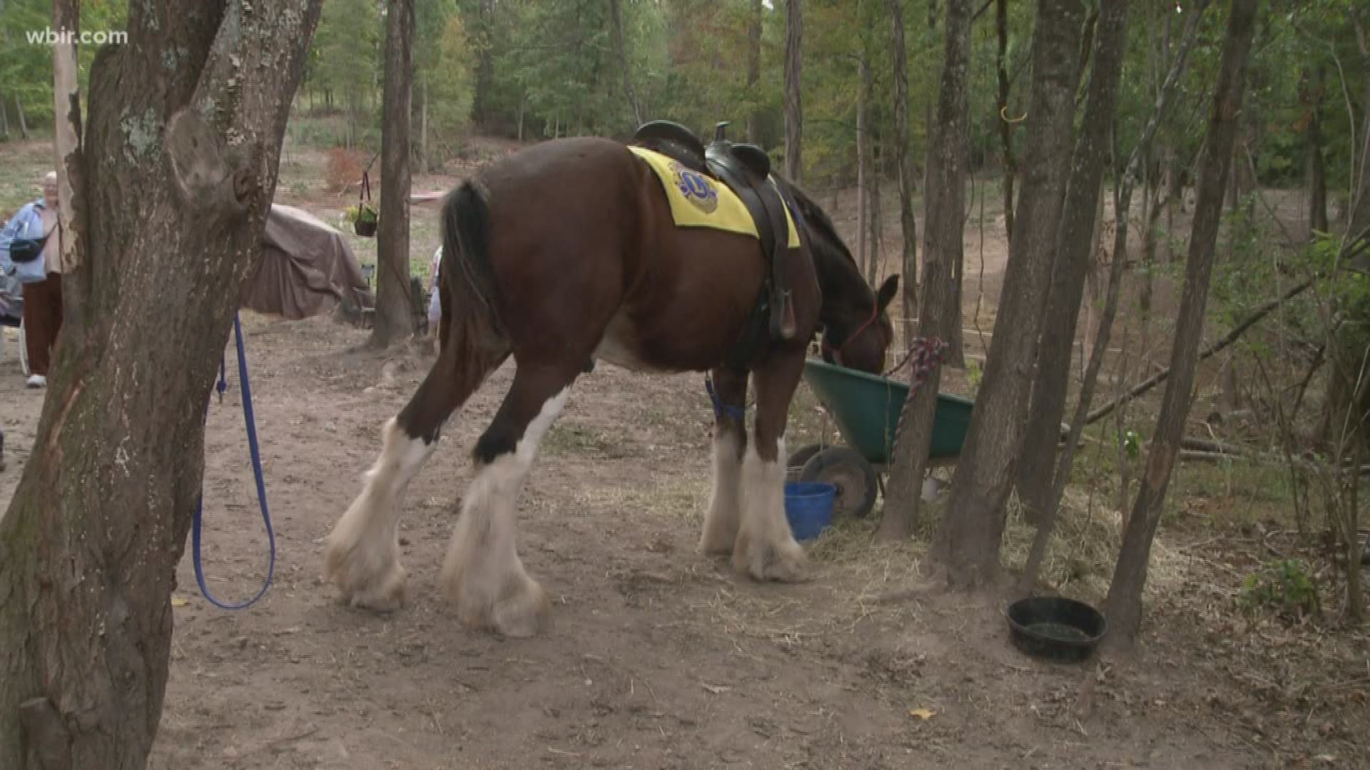 A therapeutic riding horse at Shining Light Equestrian is also an official member of the Knox North Lions Club