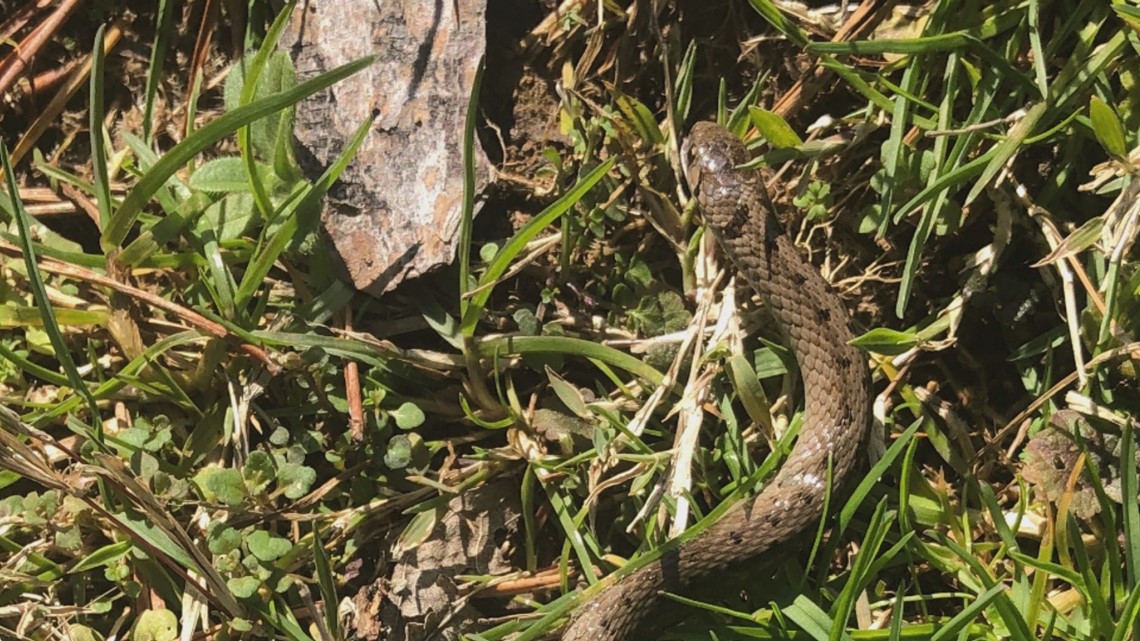 Mild winter sends snakes slithering in East Tennessee 