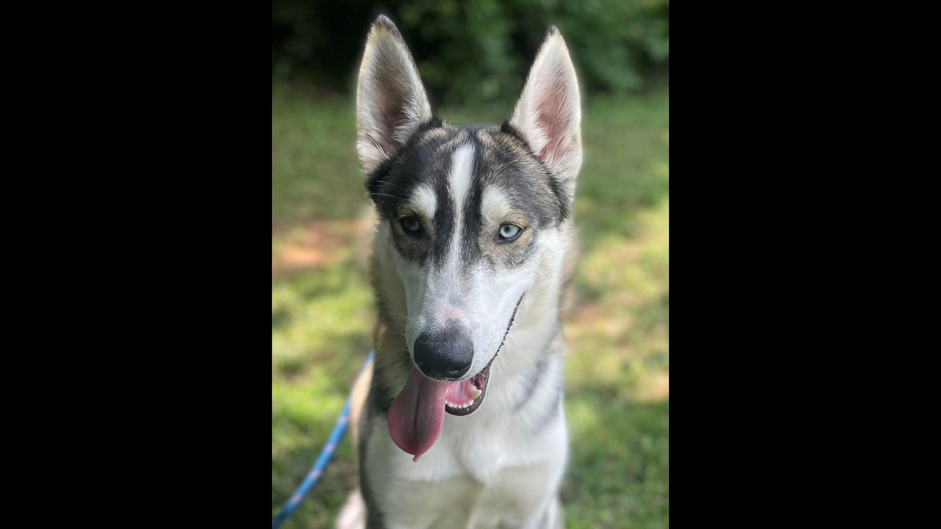 Morristown Hamblen Human Society closes shelter due to parvo