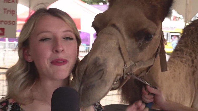 Feeding 'Happy' the camel at the Little Ponderosa petting Zoo at TVF